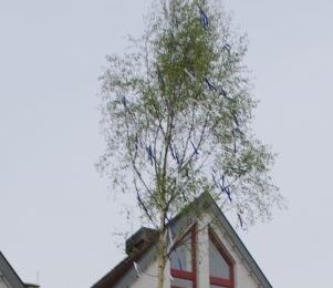 Maibaumstellen des TSV am 30. April